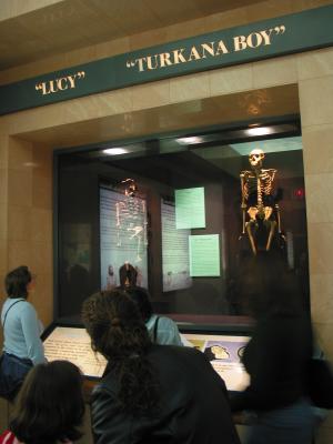 The first human Lucy