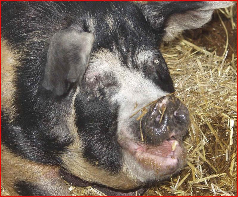 Oxford  sandy &  black sow.