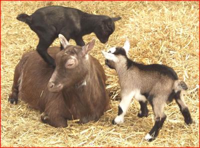 Pygmy goat kids.