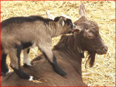 Pygmy goats.