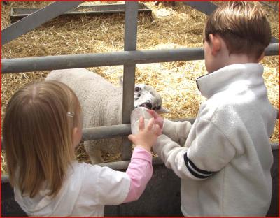 Children  feeding  lamb.