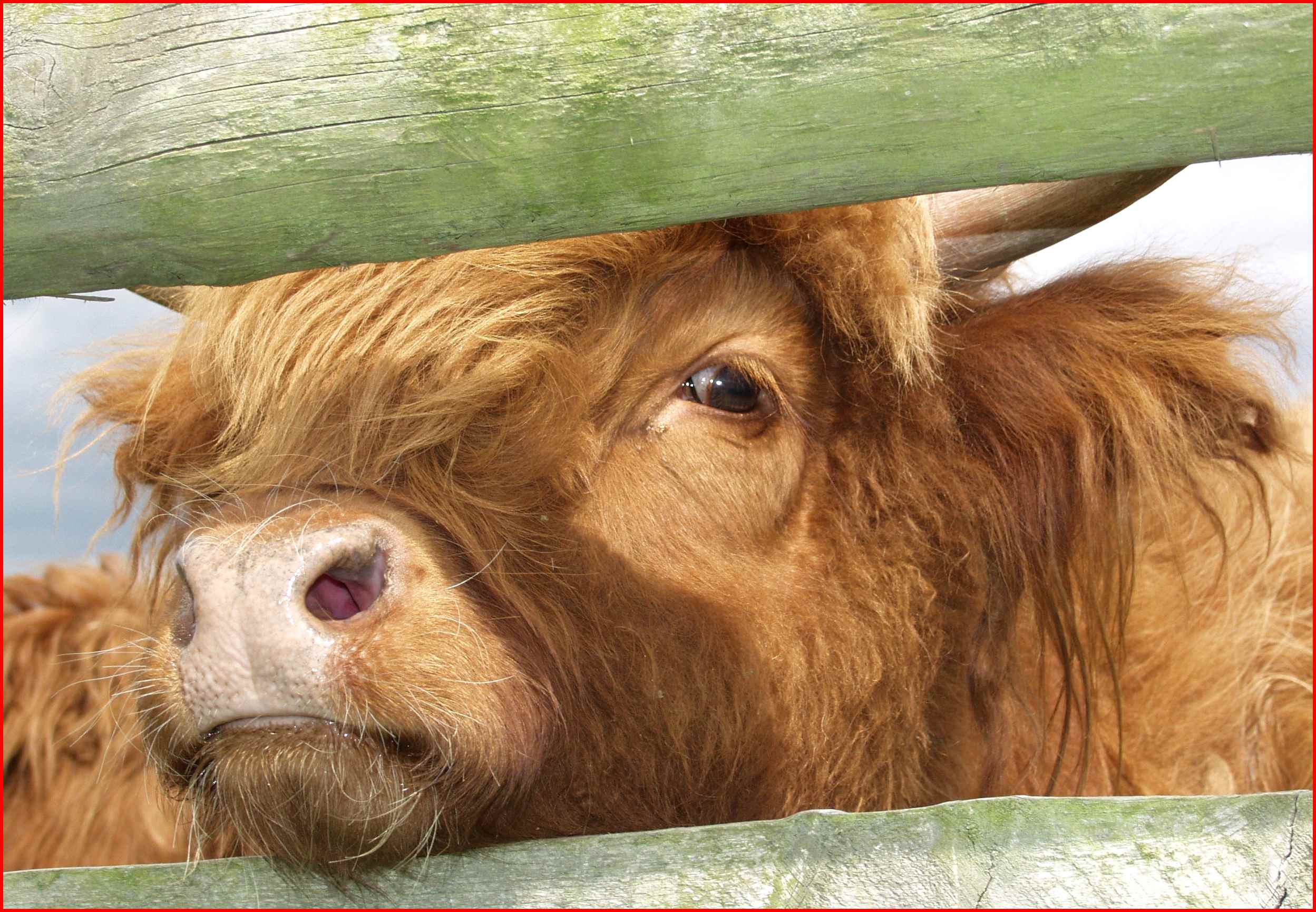 Highland cow.