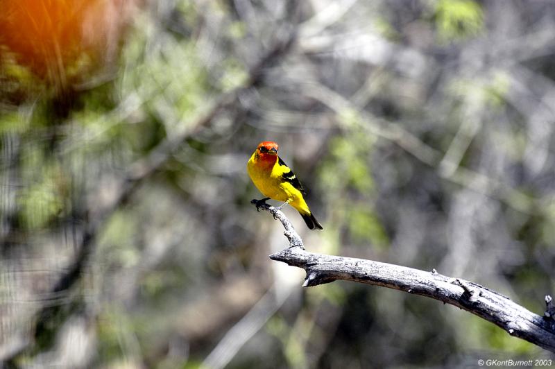 Western Tanager