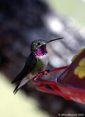 Broadtailed Hummingbird