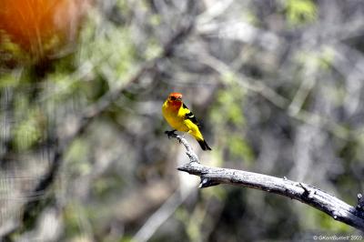 u27/kent_burnett/medium/16646625.ArizonaBirds33.jpg