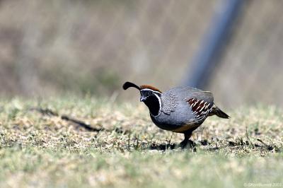 Gambel's Quail