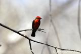 Vermillion Fly Catcher