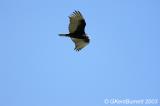 Turkey Vulture