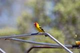 Western Tanager