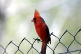 Northern Cardinal