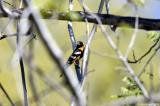 Blackheaded Grosbeak