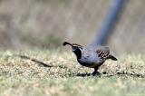 Gambels Quail