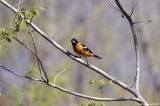 Black-Headed Grosbeak