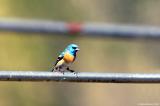 Lazuli Bunting