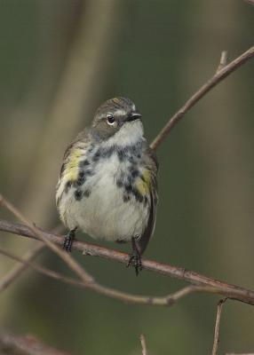 Yellow Rumped Warbler