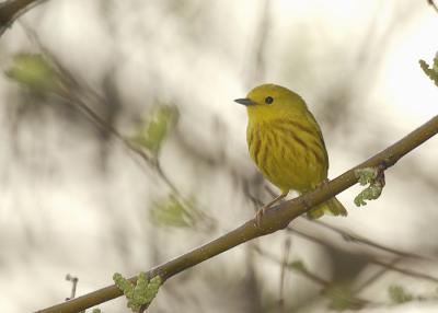 Yellow Warbler