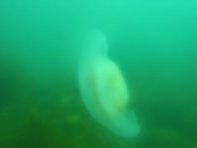 Moon Jellyfish