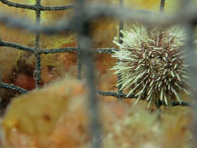 Green Sea Urchin in Lure