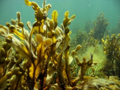 Rockweed