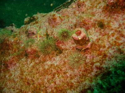 Brass remains on the wreck