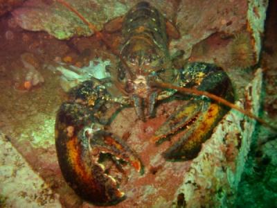 Northern Lobster - body (not including claws) is 20 inches long