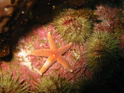 Sea Star and Green Sea Urchins