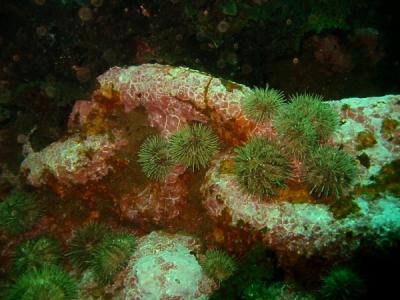 Chain Links with Green Sea Urchins