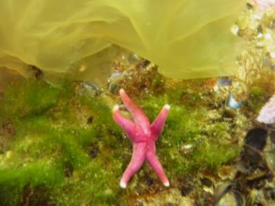 Blood Sea Star