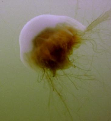 Lions Mane Jellyfish