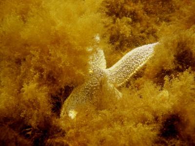 Sea Star