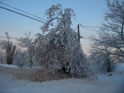 A tree on a power line