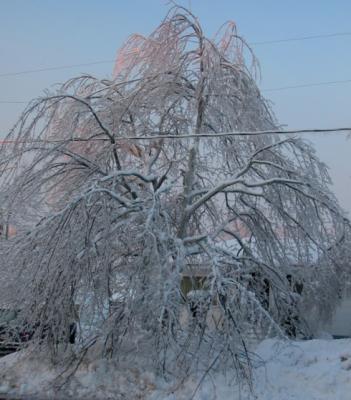 This is the tree that cut our power!!!!