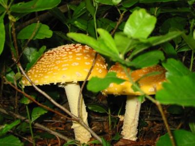 Storybook mushrooms