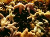 Sea Stars and mussels
