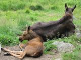 Mother and baby bullwinkle