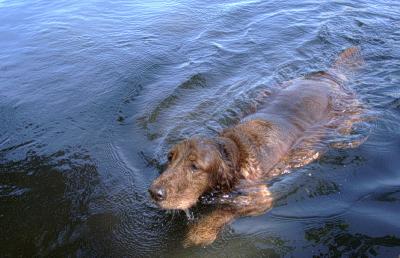 benswim79.jpg