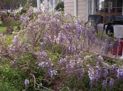 A photo of our old Wysteria bush in front of the living room in Spring 2003.  (We gave this bush away to a co-worker in July 2003.)  One negative to ours is that it only blooms about one week each year.  There's another one centered in front of the breezeway garden area.