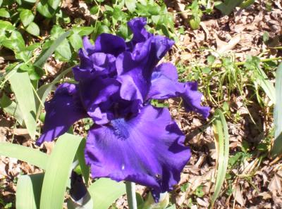 One of many Iris bulbs that my friend, Helen (in California) sent me produced this gorgeous flower just a few months after planting the bulbs.  Thank you, Helen!!! :))
