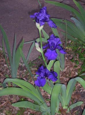 Same Iris, 2 days and 2 more blossoms later.  It is so beautiful!  In real life it appears to be made of shiny satin.