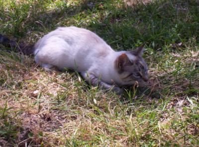 Picture_0226.JPG