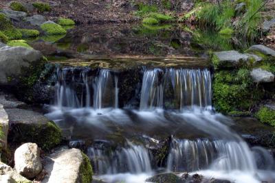 Fern Springs Yosemite 1112