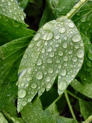 rain puddles