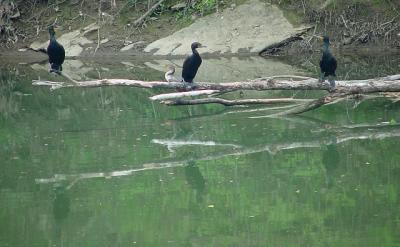 doublecrested cormorants