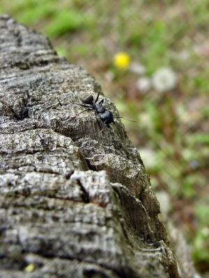 bugger on stump