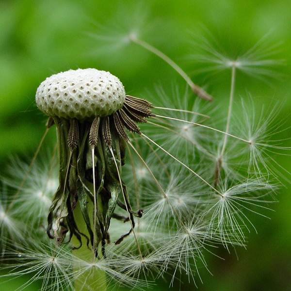 dande pincushion
