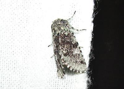 Comstock's Sallow -male (Feralia comstocki) {Cuculliinae}
