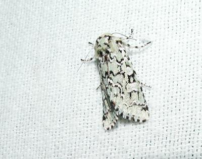 Green Marvel (Agriopodes fallax) {Noctuidae}