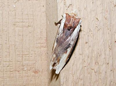 Dot-and-Dash Swordgrass Moth (Xylena curvimacula)