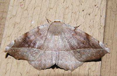 Curved-toothed Geometer (Eutrapela clemataria) {Geometridae}