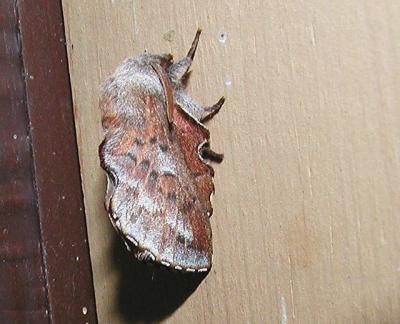 Lappet Moth (Phyllodesma americana)
